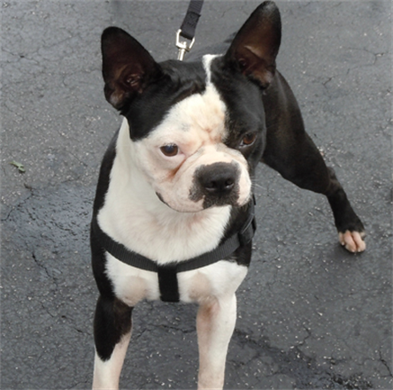 Buster
